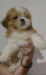 Buy Male Lhasa Apso Puppy from Ahmedabad